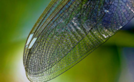 pixabay-昆虫翅膀