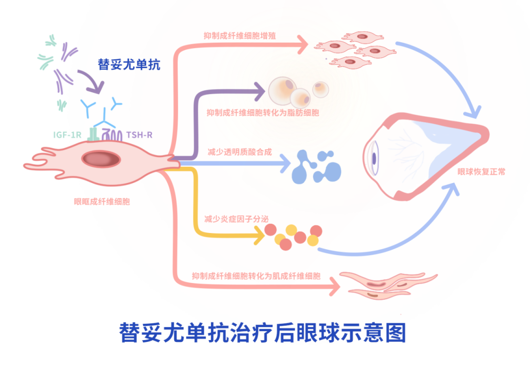 替妥尤单抗治疗后眼球示意图