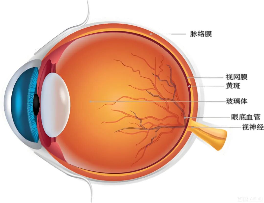 西安华厦眼科 | 高度近视不是只做个近视手术这么简单！